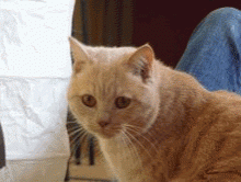 img18.gif